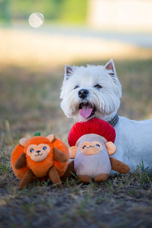 A small white west highland terrier with a plush red, white and brown plush dog toy resembling a monkey in a mushroom costume and an orange plush dog toy resembling a monkey in a pumpkin costume in a grassy field.