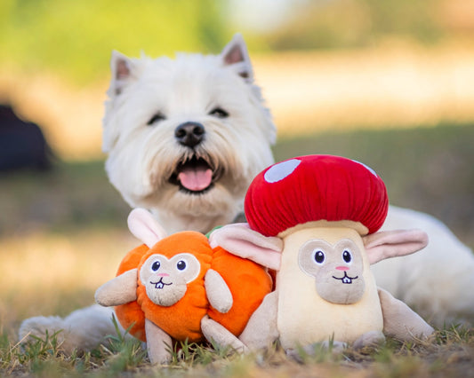 A small white west highland terrier with a plush red and white dog toy resembling a bunny in a mushroom costume and a plush orange dog toy resembling a bunny in a pumpkin costume in a grassy field.