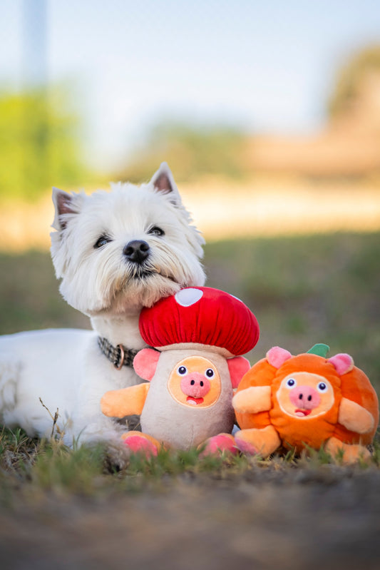 A small white west highland terrier with a plush red, white dog toy resembling a pig in a mushroom costume and a plush orange dog toy resembling a pig in a pumpkin costume in a grassy field.