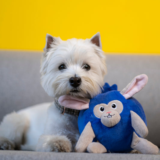 A small white west highland terrier with a plush blue dog toy resembling a bunny in a blueberry costume lying on a couch.