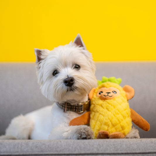 A small white west highland terrier with a plush yellow dog toy resembling a monkey in a pineapple costume lying on a couch