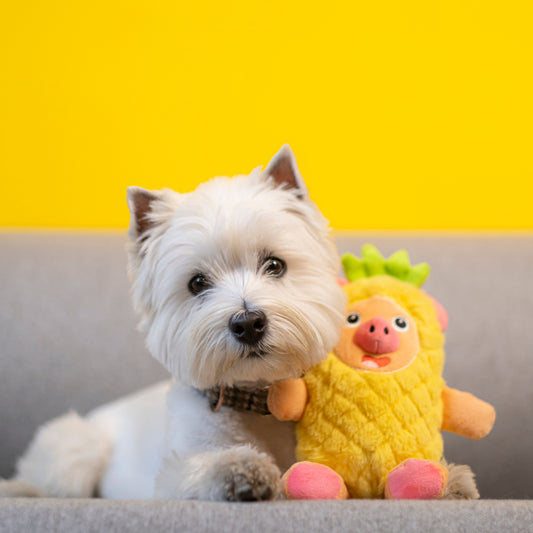 A small white west highland terrier with a plush yellow dog toy resembling a pig in a pineapple costume lying on a couch