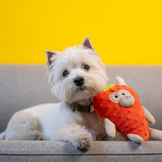 A small white west highland terrier with a plush red dog toy resembling a bunny in a strawberry costume lying on a couch