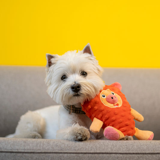 A small white west highland terrier with a plush red dog toy resembling a pig in a strawberry costume lying on a couch