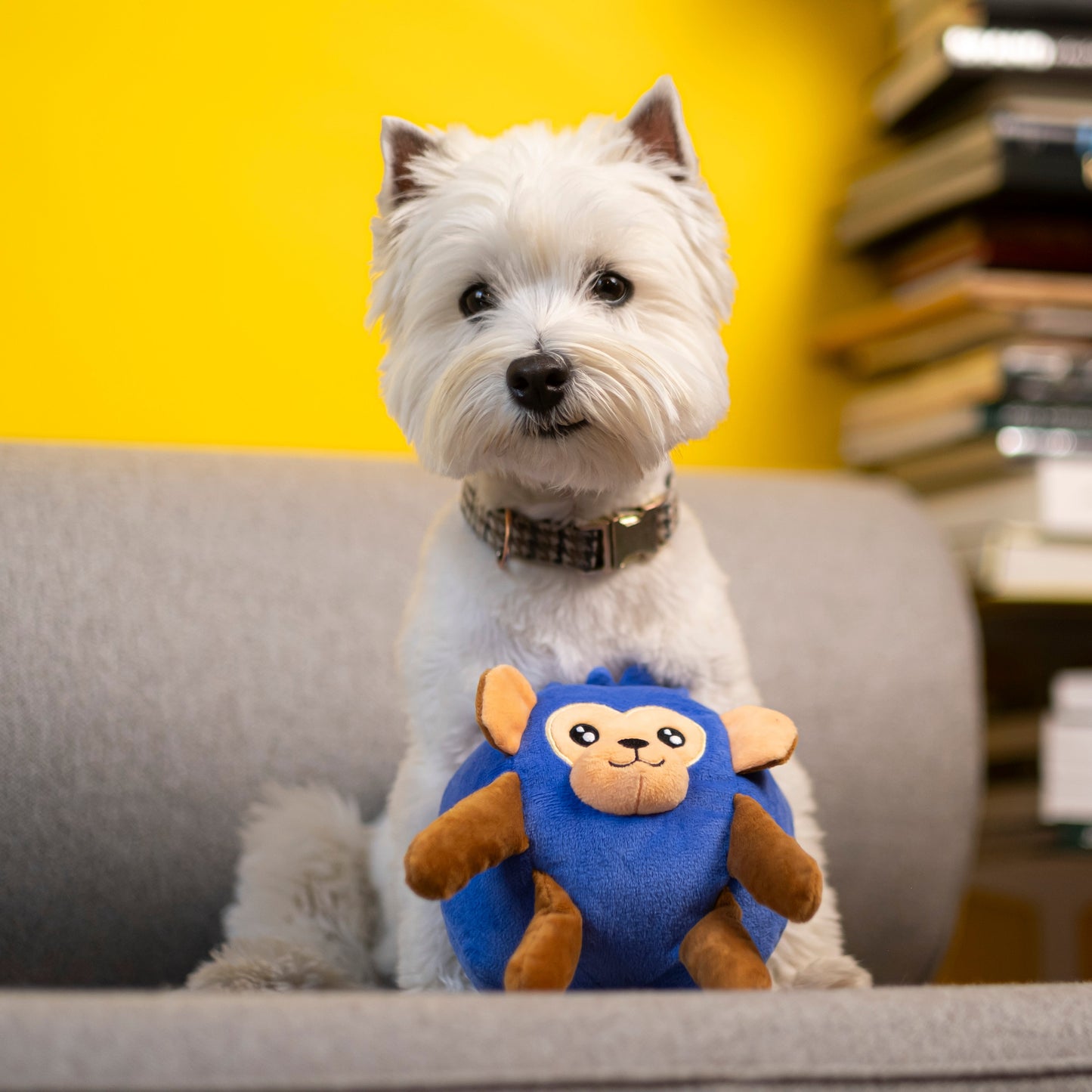 Blueberry Monkey