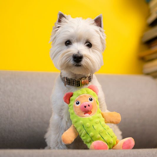 Small white west highland terrier seated on a couch with a green dog toy resembling a pig in a pickle costume.