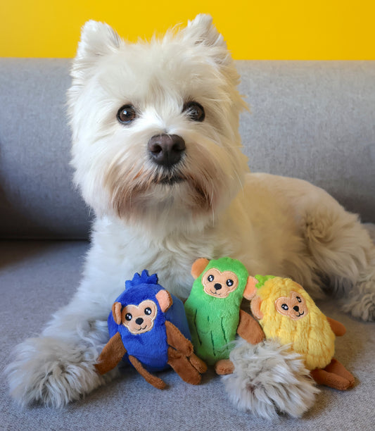 A small white dog lies on a gray sofa with three plush monkey toys in front of it. The toys are blue, green, and yellow with brown arms and legs, and the background shows a bright yellow wall above the sofa.
