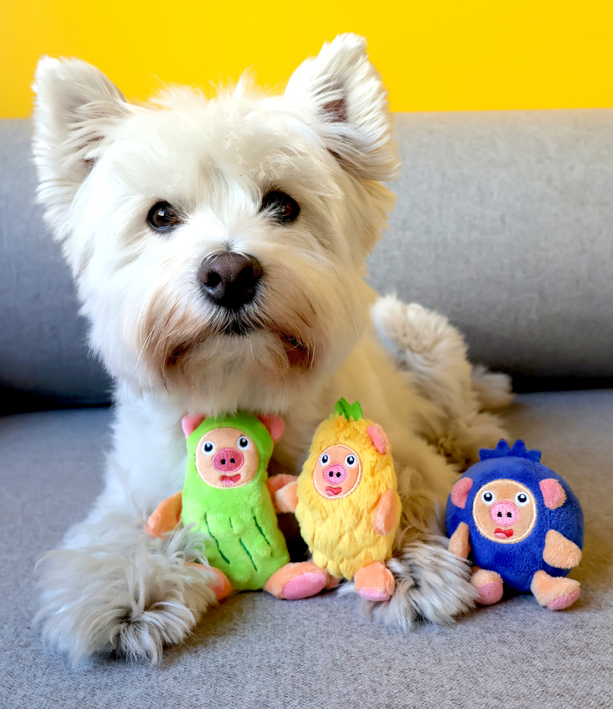A small white dog sits on a gray couch with three plush dog toys in front of it: a green acorn toy, a yellow pineapple toy, and a blue pig toy.
