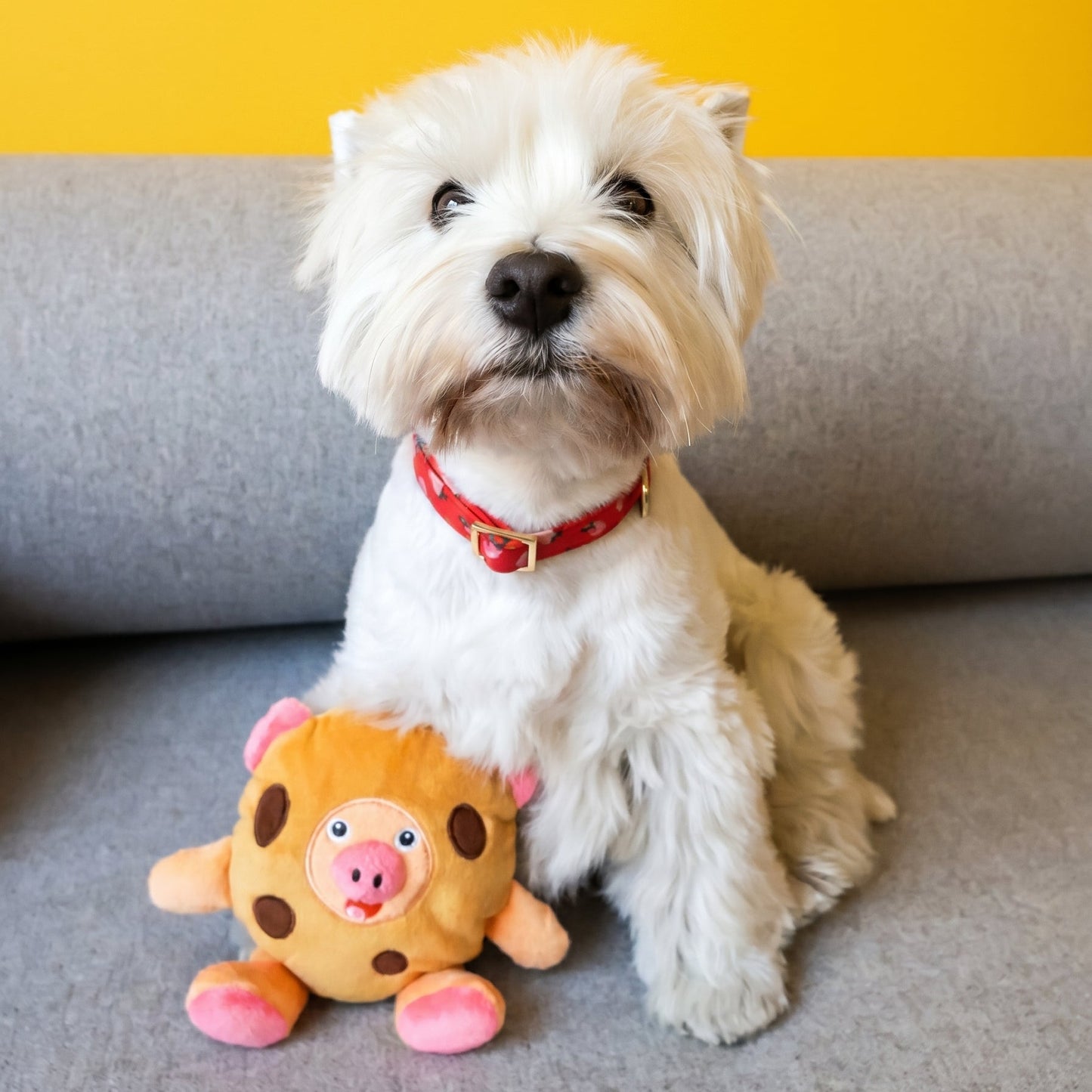 Cookie Pig X RAVE Dog Biscuits