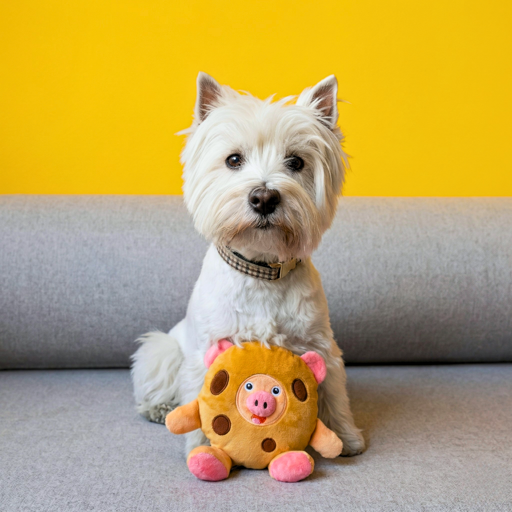 A small white west highland terrier with a plush brown and pink dog toy resembling a pig in a chocolate chip cookie costume sitting on a couch